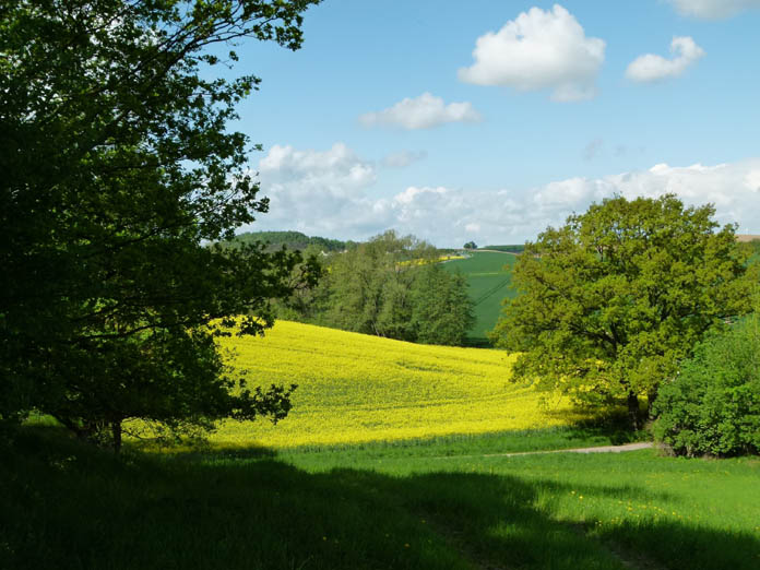 Landschaft mit Rapsfeld